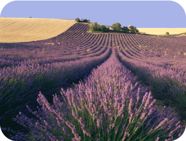 Lavender field in Provence, France.
